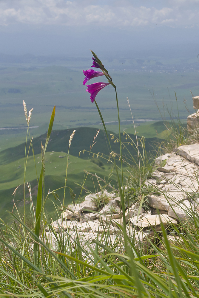 Image of Gladiolus tenuis specimen.