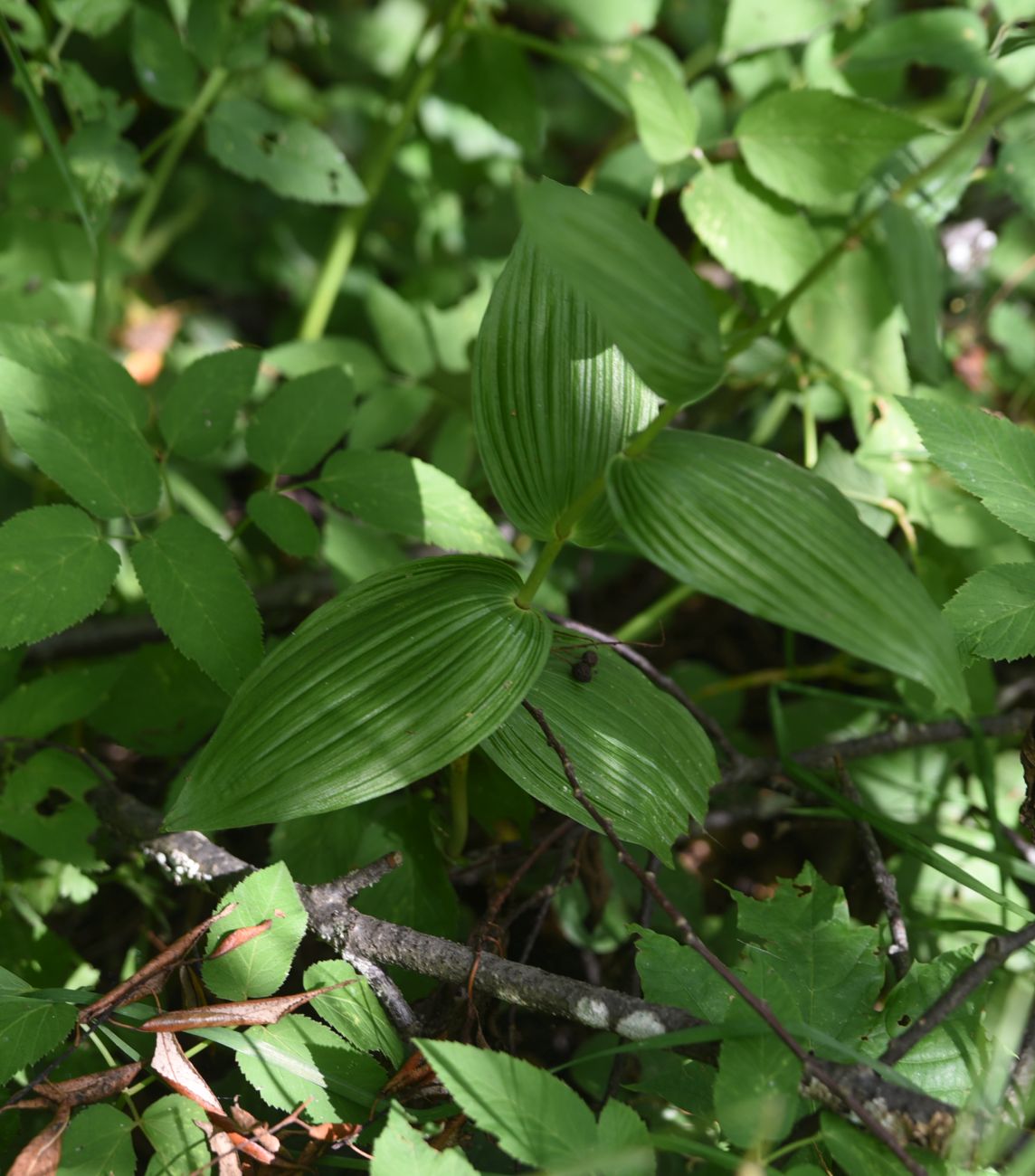 Image of Epipactis helleborine specimen.