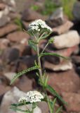 Achillea camtschatica. Верхушка цветущего растения с кормящейся мухой. Камчатский край, г. Петропавловск-Камчатский, склон Мишенной сопки, обочина тропы. 02.08.2024.