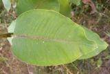 Asclepias syriaca. Лист. Адыгея, Гиагинский р-н, станица Дондуковская, излучина р. Фарс, разнотравно-злаковый луг. 15.06.2024.