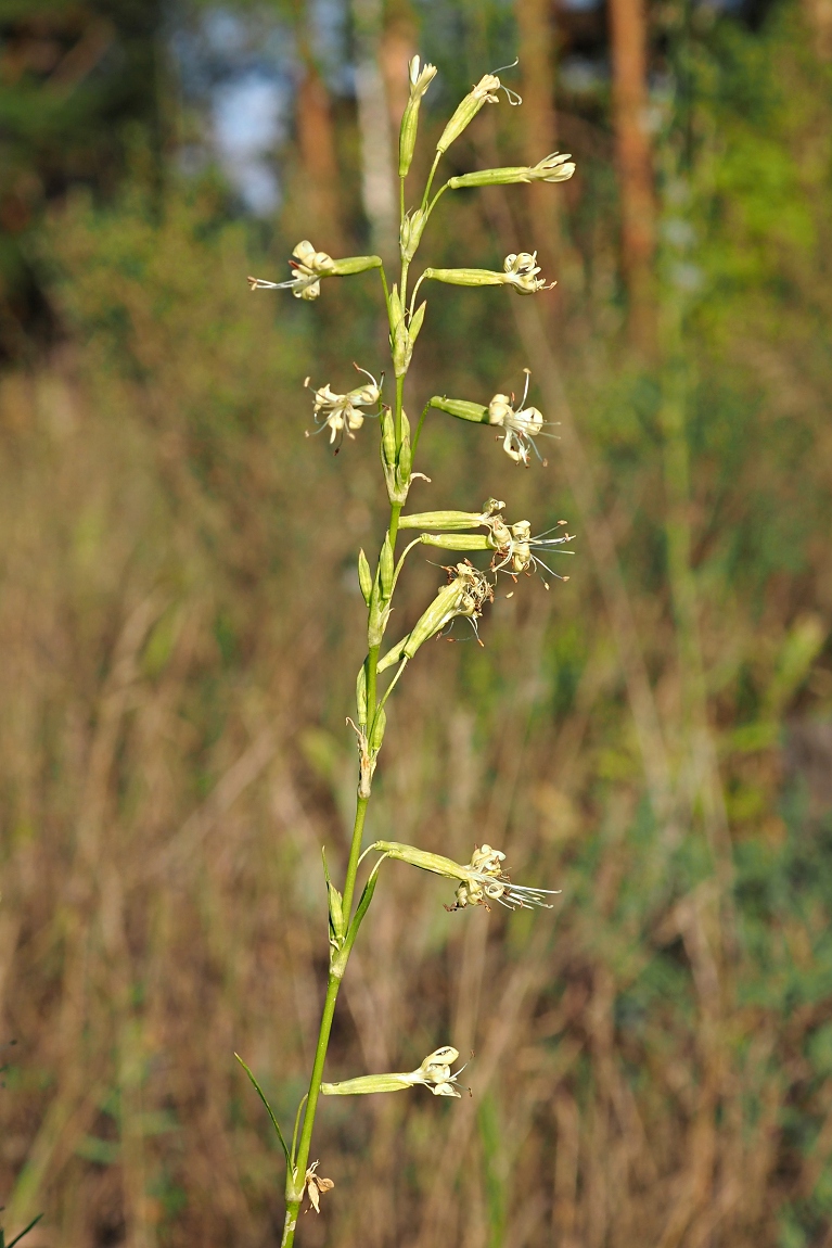 Изображение особи Silene tatarica.