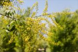 Koelreuteria paniculata. Верхушка побега с соцветиями. Турция, г. Анталья, Dokuma Park, в культуре. 01.06.2024.