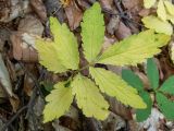 Cardamine quinquefolia. Пожелтевший лист. Крым, Южный Берег, окр. Ангарского перевала, буковый лес. 27.05.2024.