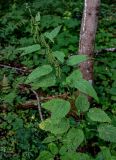 Urtica dioica. Верхушка цветущего растения. Московская обл., Волоколамский гор. округ, дол. р. Каменка, смешанный лес. 17.08.2024.