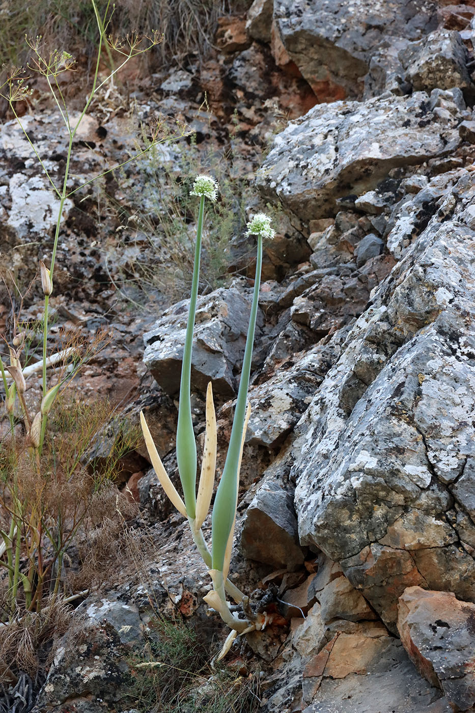 Image of Allium pskemense specimen.