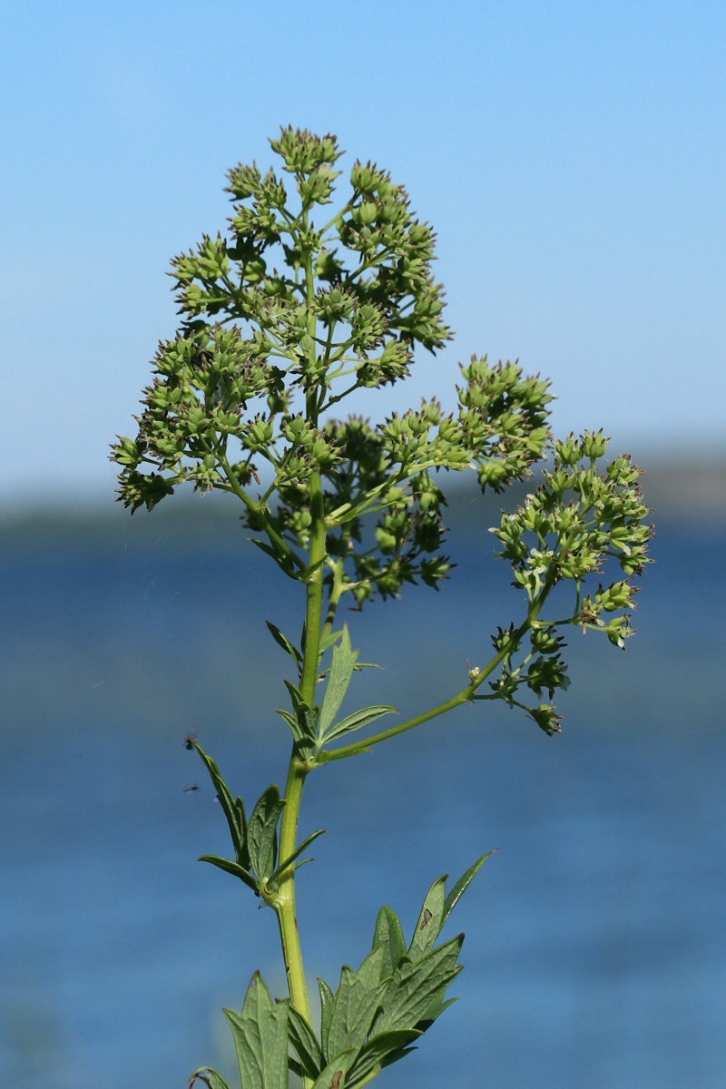 Image of Thalictrum flavum specimen.