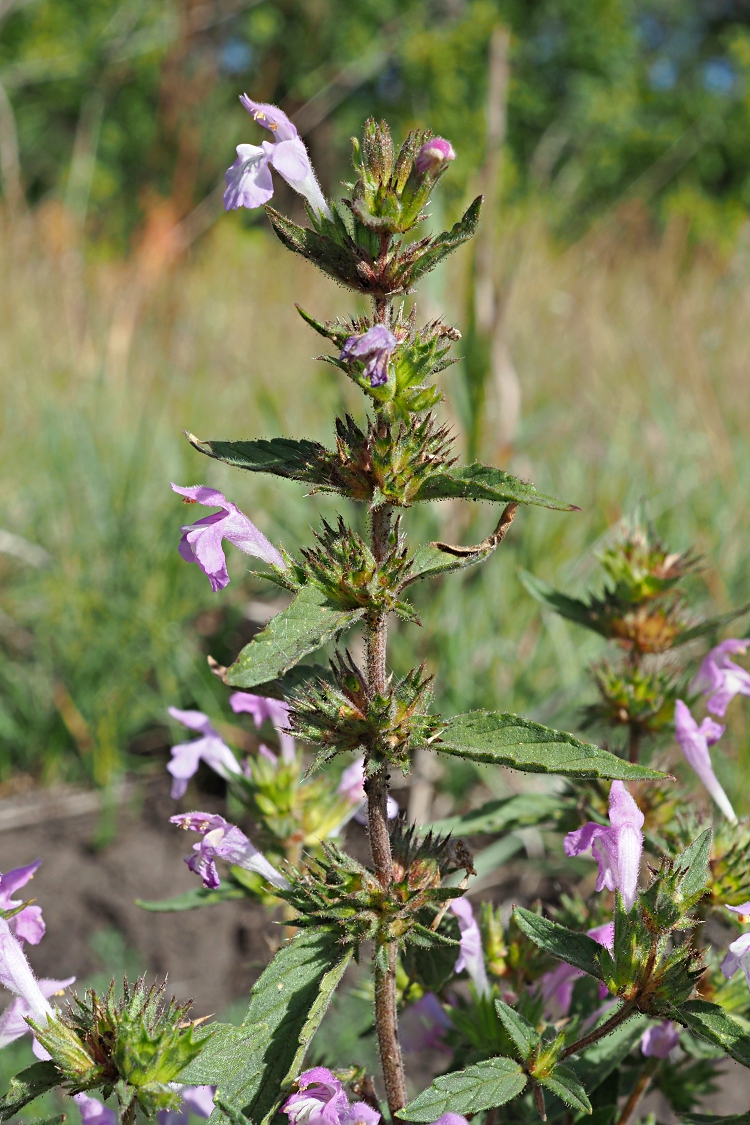 Изображение особи Galeopsis ladanum.