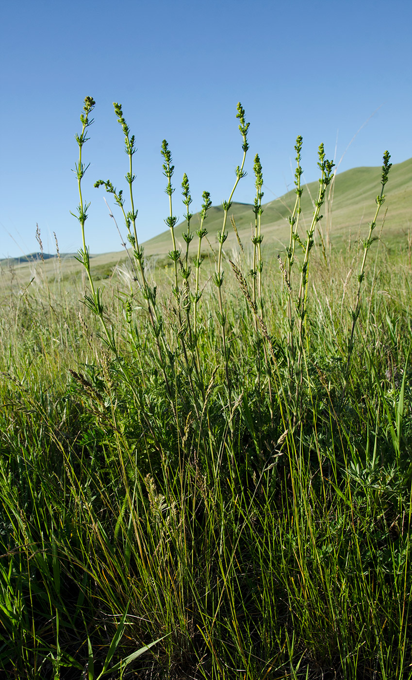 Изображение особи Galium verum.