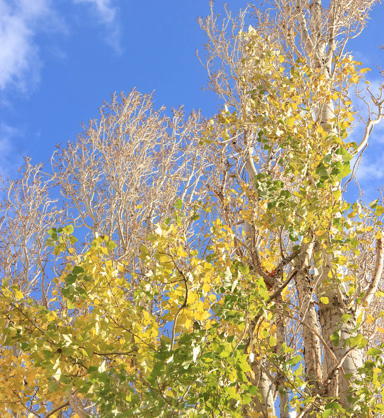 Image of Populus italica specimen.