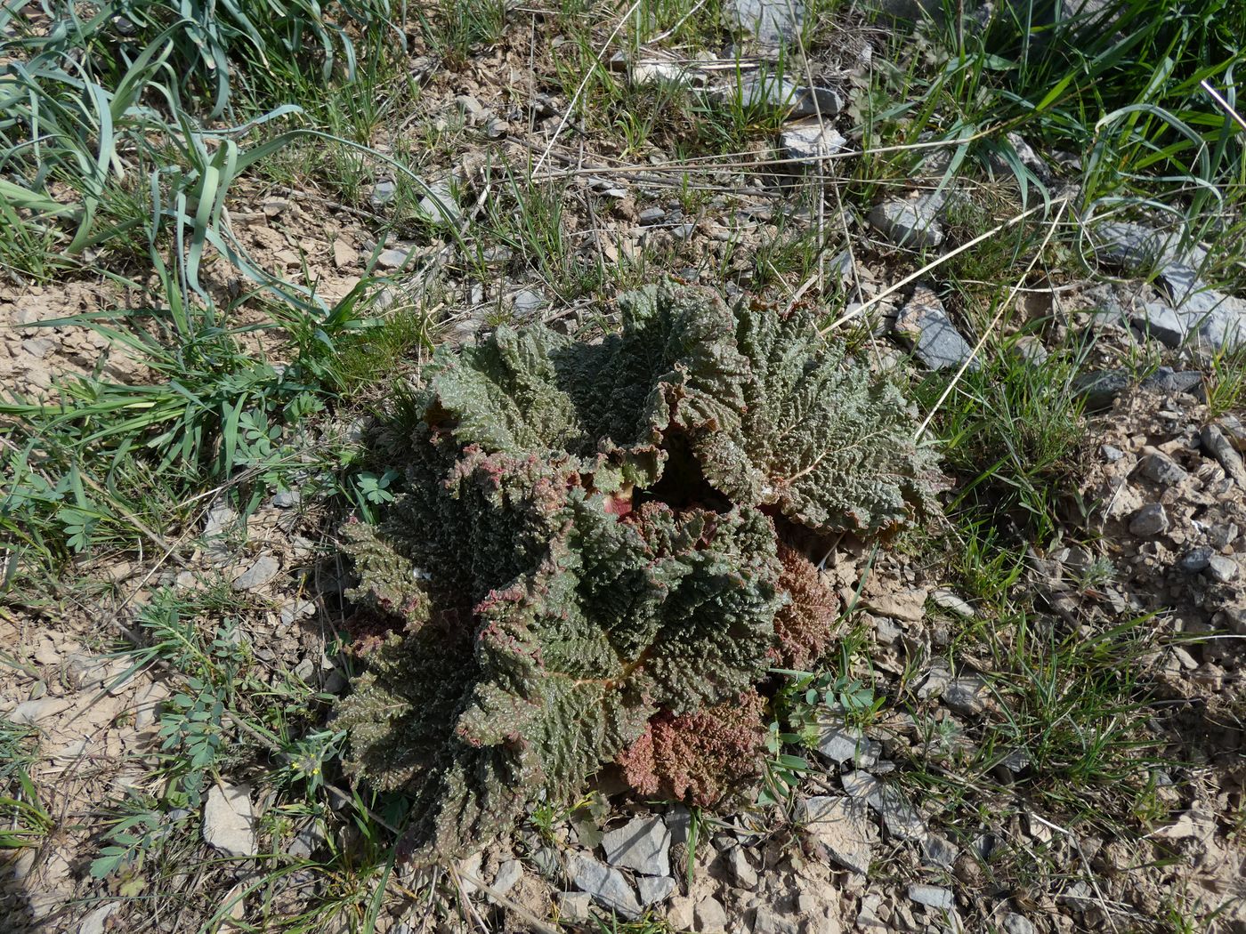 Image of Rheum cordatum specimen.