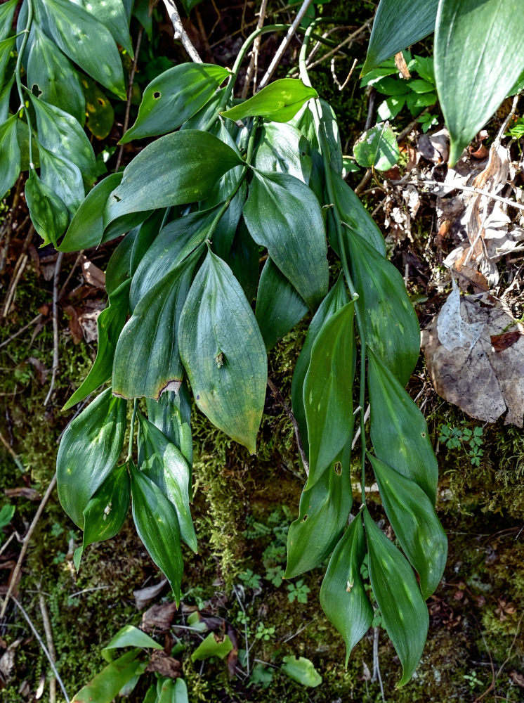 Image of Ruscus colchicus specimen.