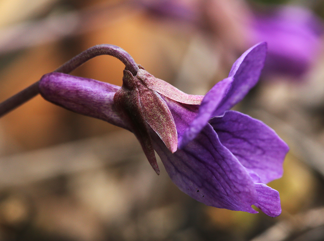 Изображение особи Viola variegata.