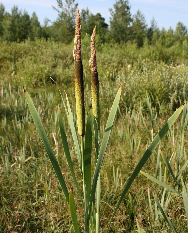 Изображение особи Typha latifolia.