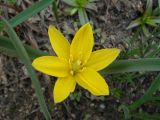 View full-size image Tulipa dasystemonoides