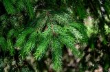 View full-size image Picea abies