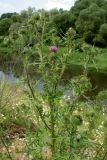 View full-size image Cirsium vulgare