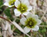 Saxifraga cespitosa. Цветки. Коми, Интинский р-н, Приполярный Урал, хр. Малдынырд, истоки руч. Алькесвож. 20.07.2010.