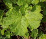 Смотреть изображение Geum latilobum