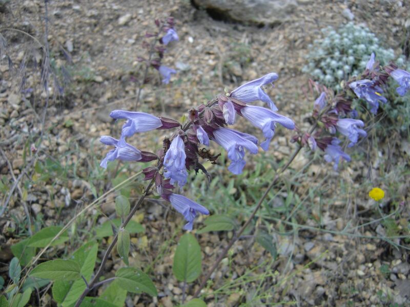 Image of Salvia tomentosa specimen.