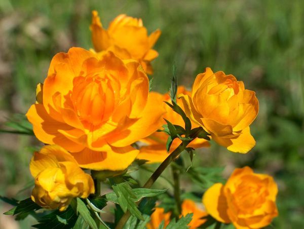 Image of Trollius asiaticus specimen.