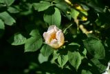 View full-size image genus Rosa