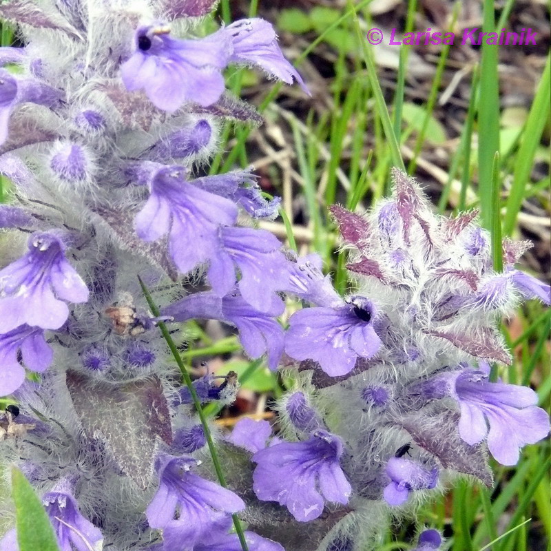 Image of Ajuga multiflora specimen.