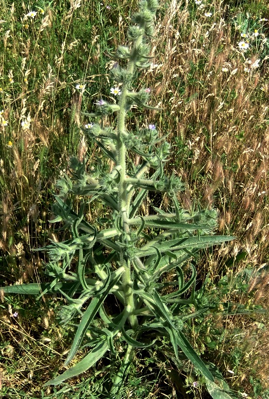 Image of Echium biebersteinii specimen.