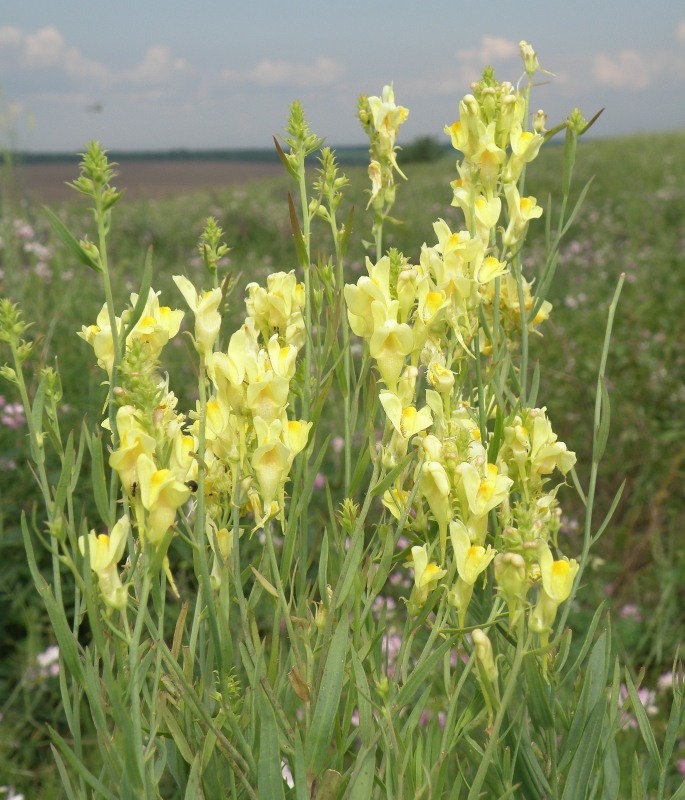 Изображение особи Linaria biebersteinii.