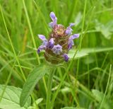 Prunella vulgaris. Соцветие. Ростовская обл., дельта Дона, Подазовье, окр. хутора Узяк. 12 июня 2011 г.