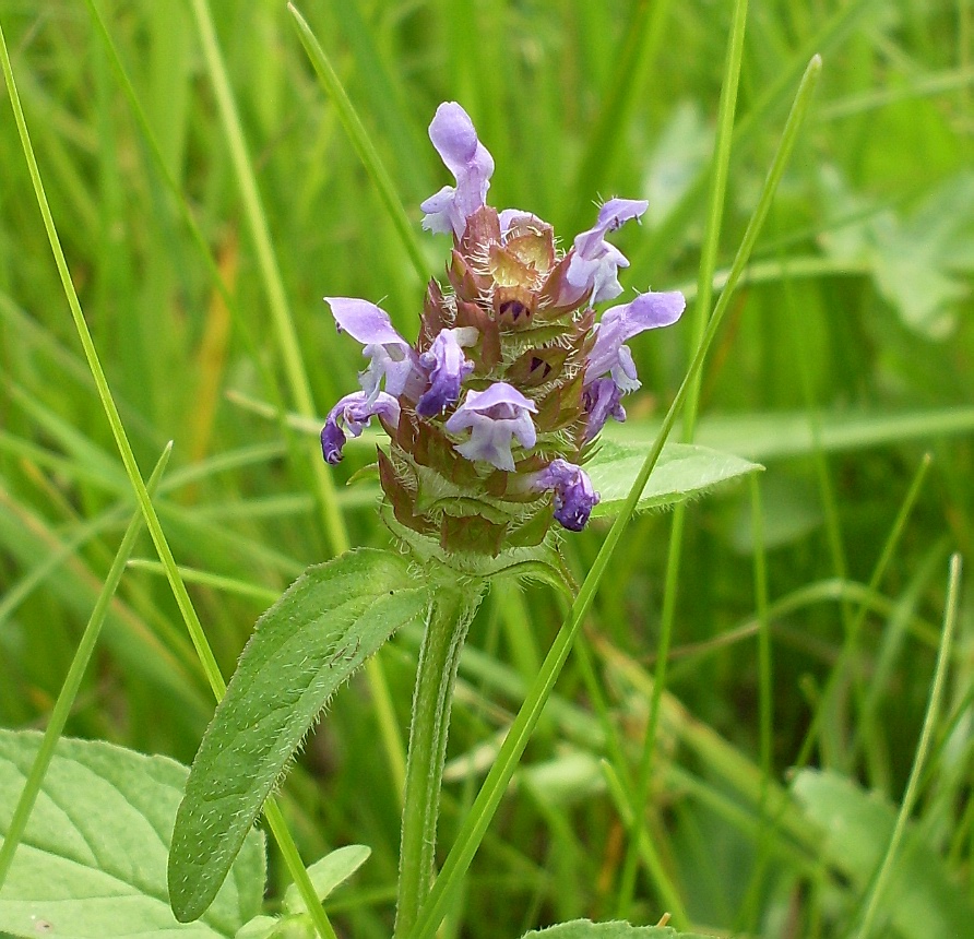 Изображение особи Prunella vulgaris.