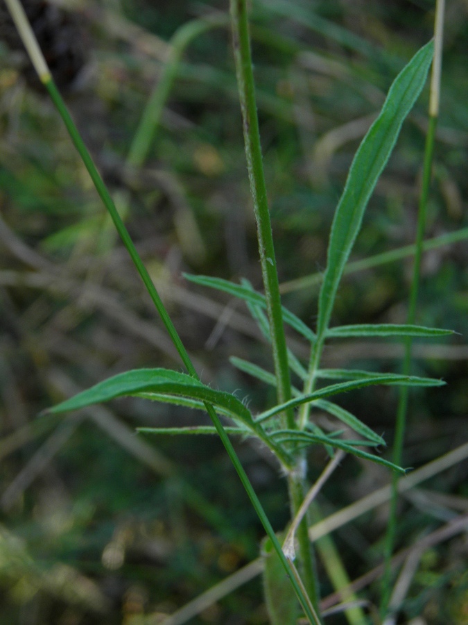 Image of Scabiosa columbaria specimen.