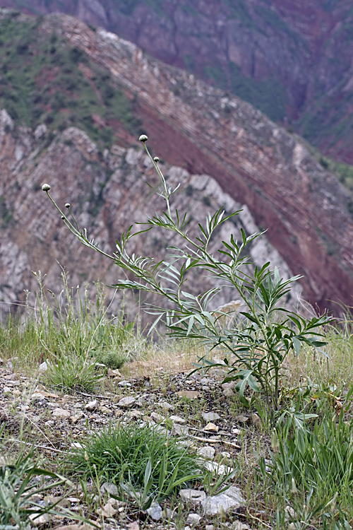 Изображение особи Rhaponticoides gontscharovii.