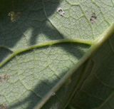 Arctium tomentosum