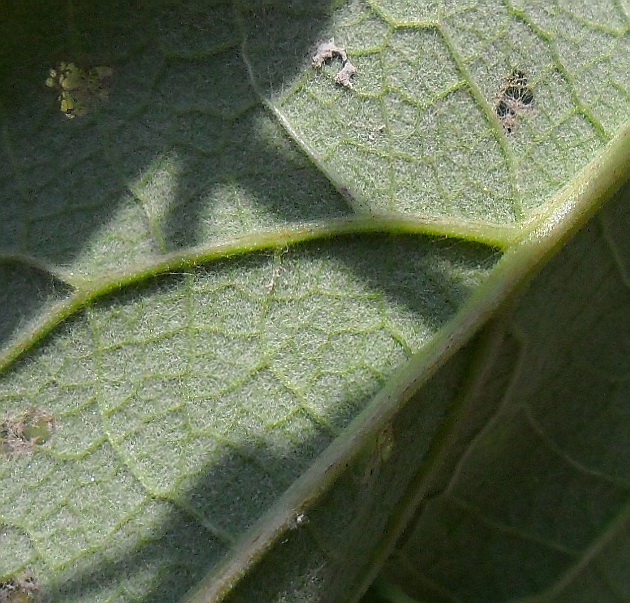 Изображение особи Arctium tomentosum.