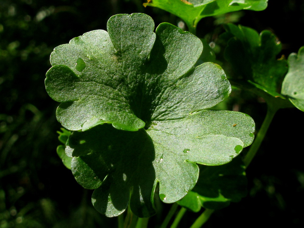 Изображение особи Chrysosplenium nudicaule.