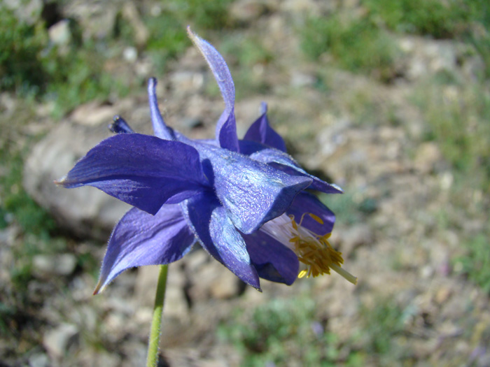 Image of Aquilegia lactiflora specimen.