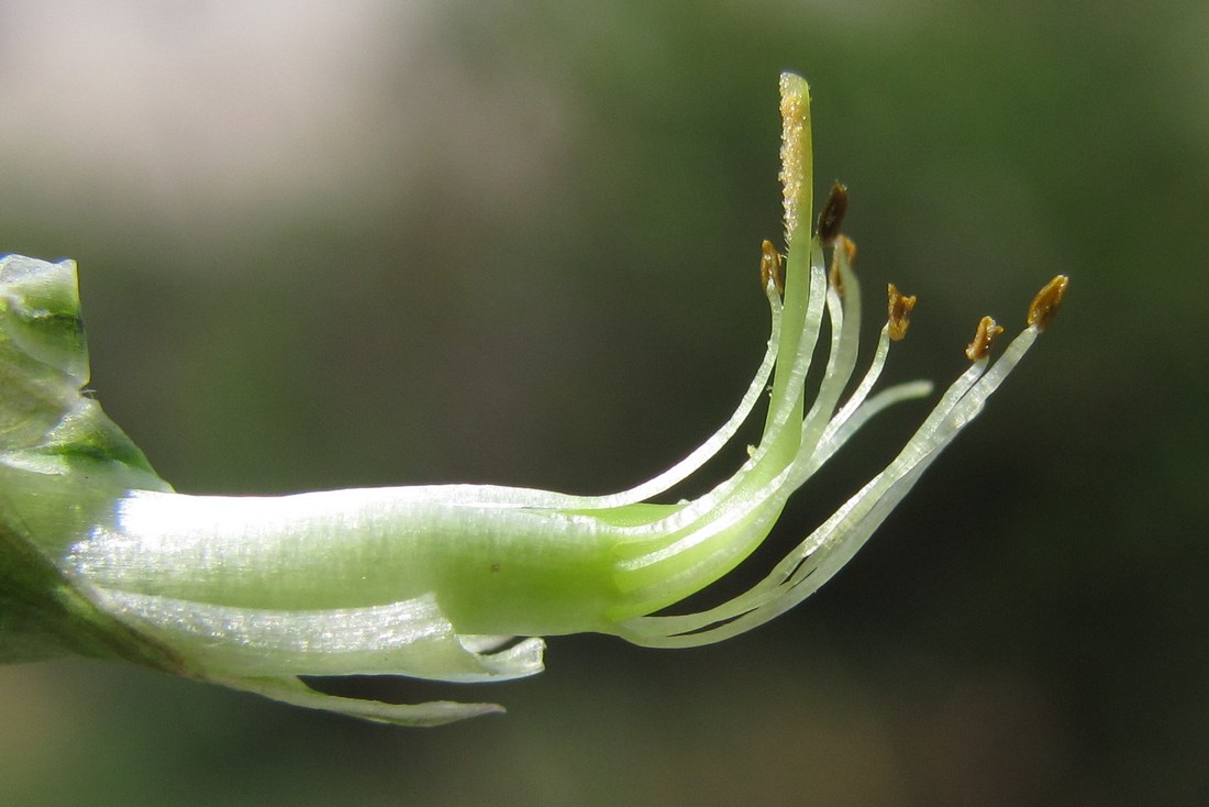 Изображение особи Lathyrus lacaitae.