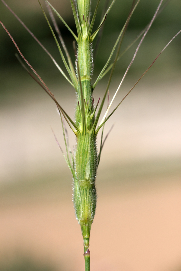 Изображение особи Aegilops triuncialis.