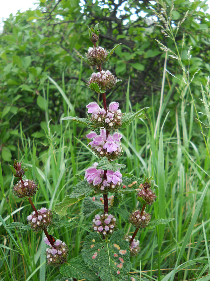 Image of Phlomoides tuberosa specimen.