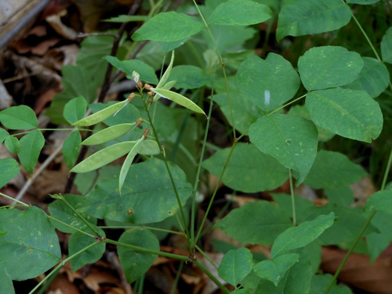 Image of Vicia subrotunda specimen.