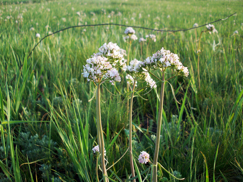 Image of Valeriana tuberosa specimen.