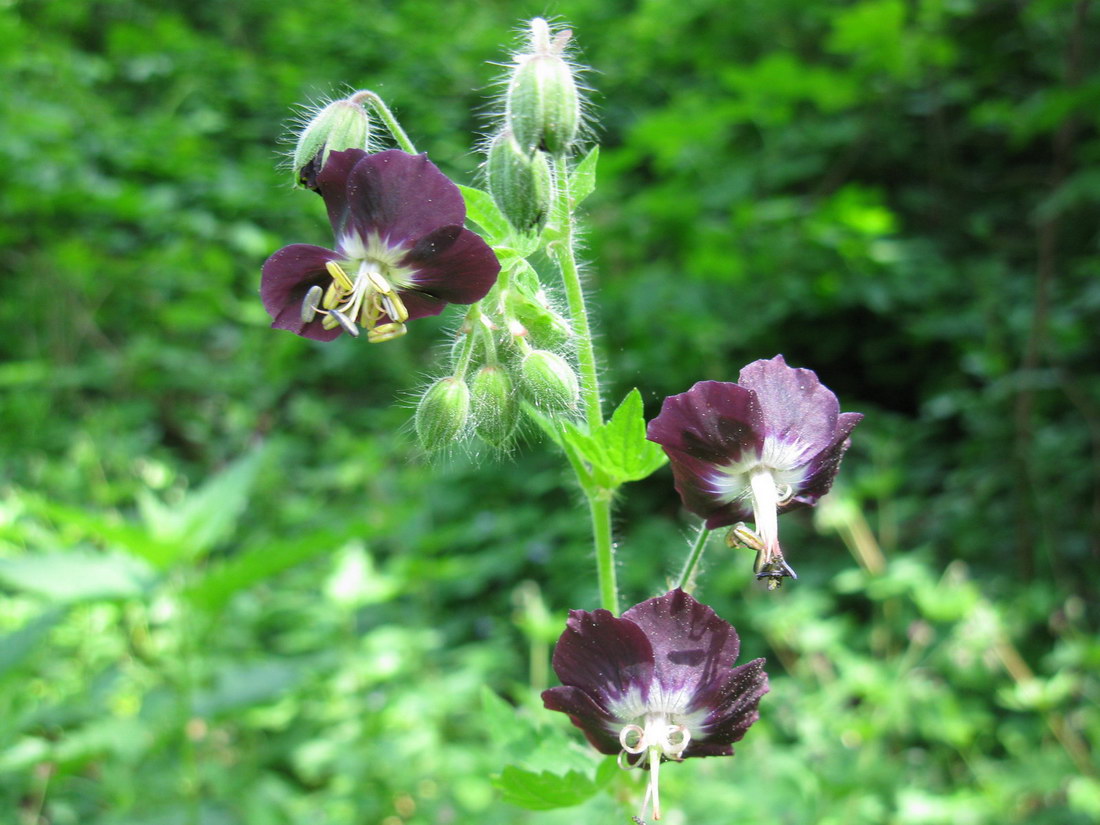 Изображение особи Geranium phaeum.