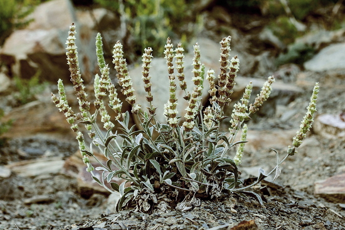 Image of Sideritis euxina specimen.