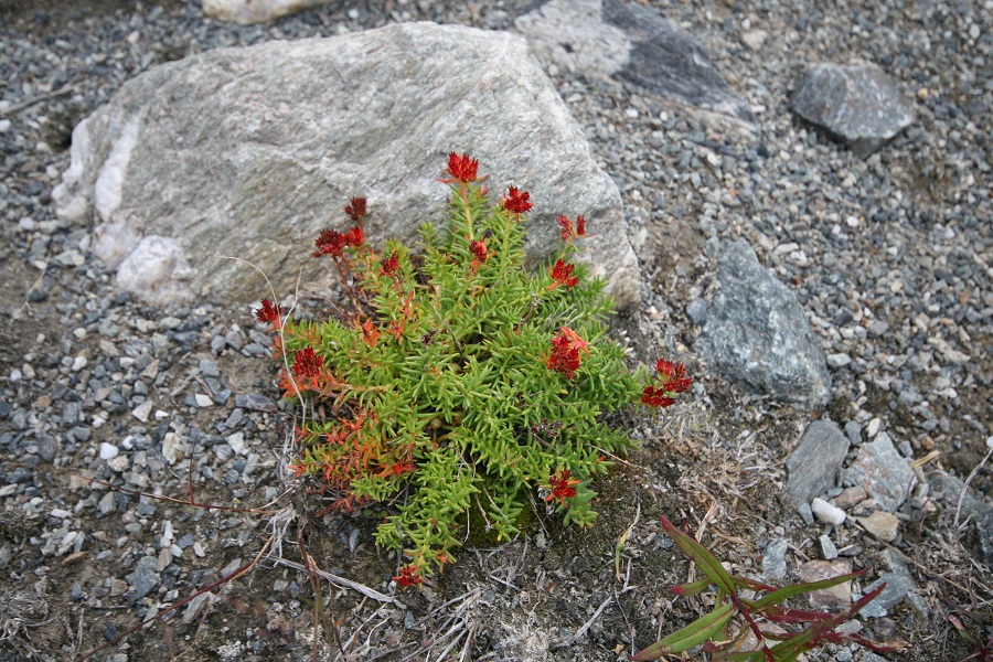 Image of Rhodiola quadrifida specimen.