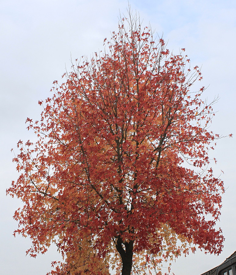 Изображение особи Liquidambar styraciflua.