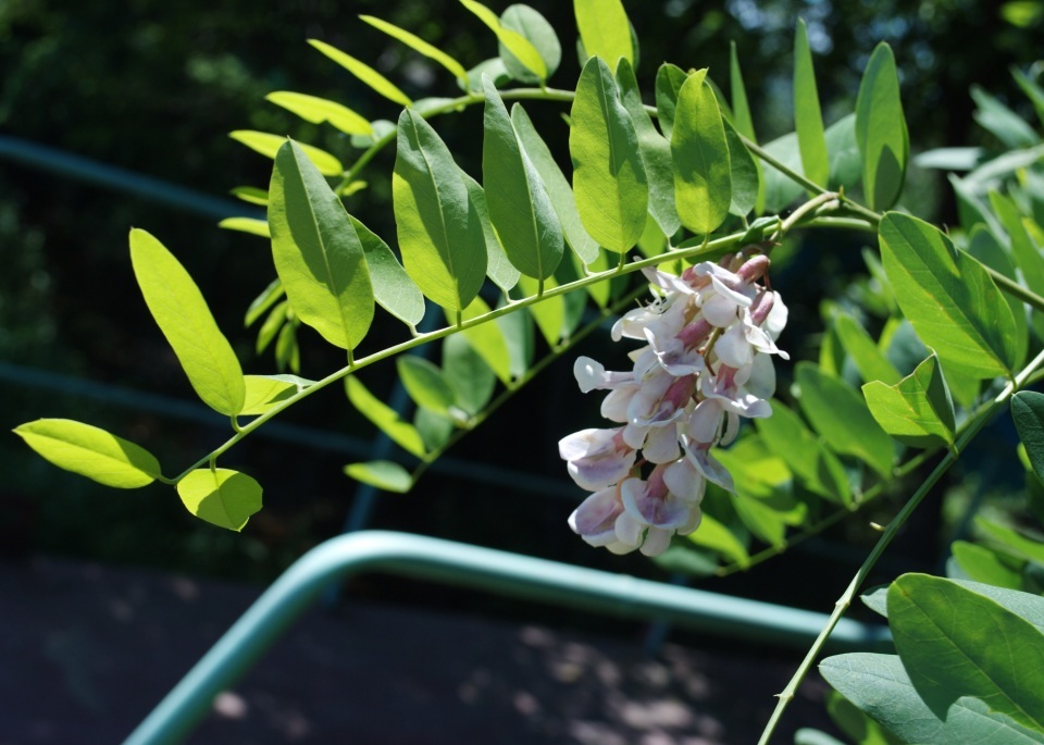 Image of genus Robinia specimen.