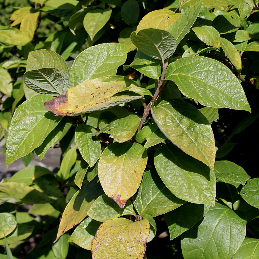 Image of genus Calycanthus specimen.