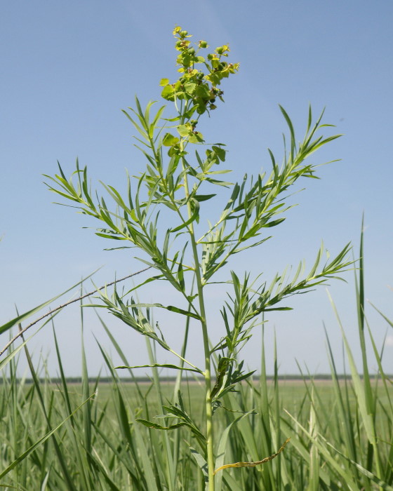 Image of Euphorbia virgata specimen.