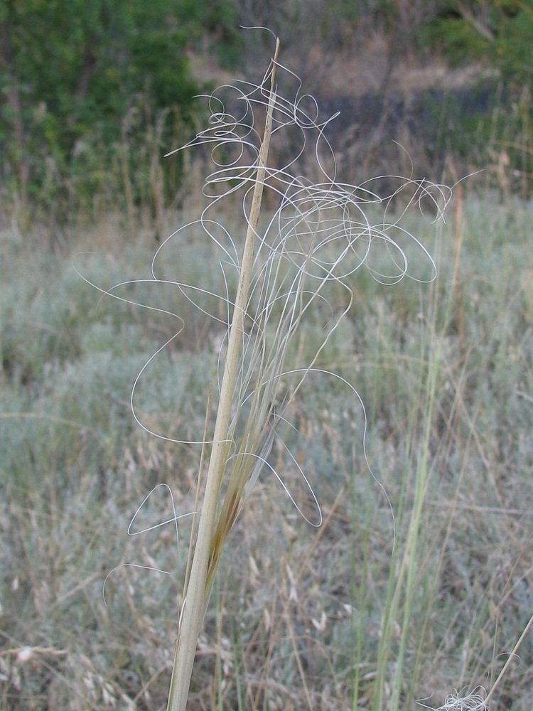 Изображение особи Stipa capillata.