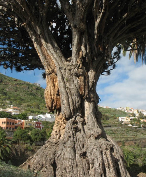 Image of Dracaena draco specimen.